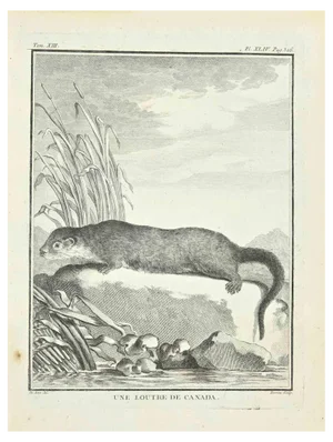 Louis Legrand, Une Loutre De Canada, Etching, 1771