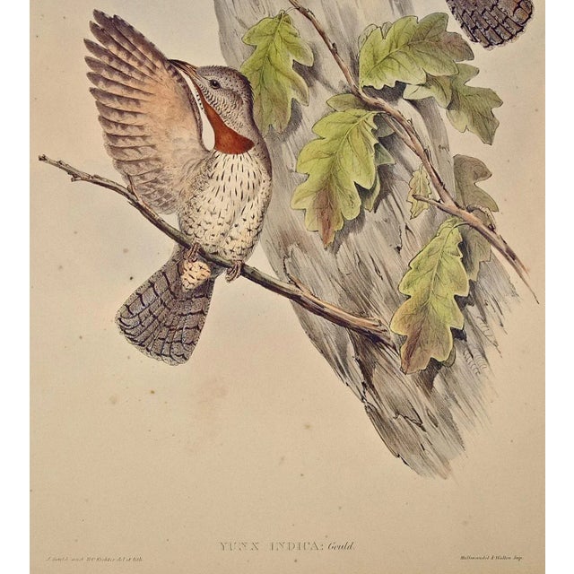 Mid 19th Century Indian Wryneck Birds (Yunx Indica): A 19th C. Gould Hand-Colored Lithograph, 1850 For Sale - Image 5 of 6