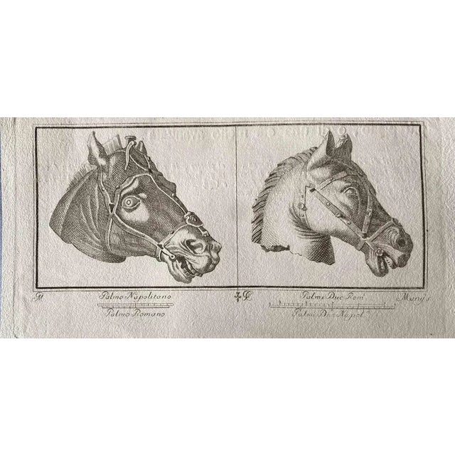 Animal figures from ancient rome, from the series "the antiquities of herculaneum exposed", is anoriginal etching from the...