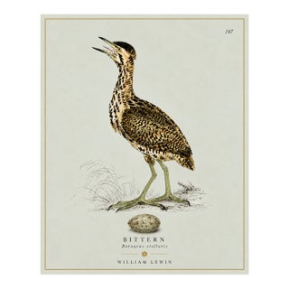 William Lewin 1789 Waterbirds Fine Art Gallery Board Print - The Bittern For Sale