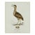 William Lewin 1789 Waterbirds Fine Art Gallery Board Print - The Bittern For Sale