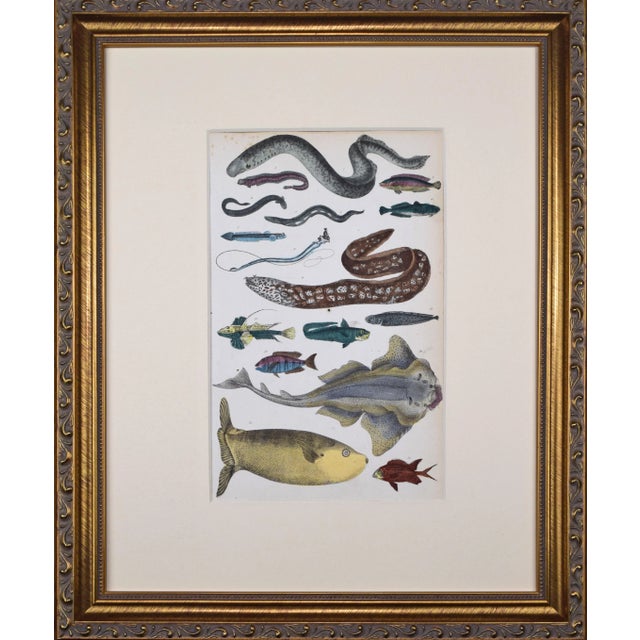 Mid 19th Century 19th Century Antique Hand Colored Fish & Eel Engraving by Goldsmith For Sale - Image 5 of 5