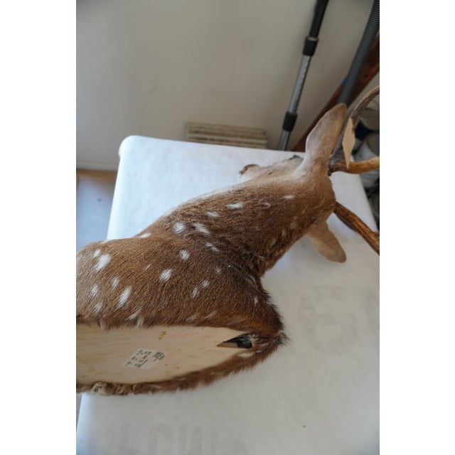 Spotted Deer Head & Bust Mount For Sale - Image 14 of 15