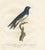 After Pretre, Large Bird Illustration of a White Bellied Caribbean Martin, 1807, Print For Sale