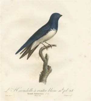 After Pretre, Large Bird Illustration of a White Bellied Caribbean Martin, 1807, Print