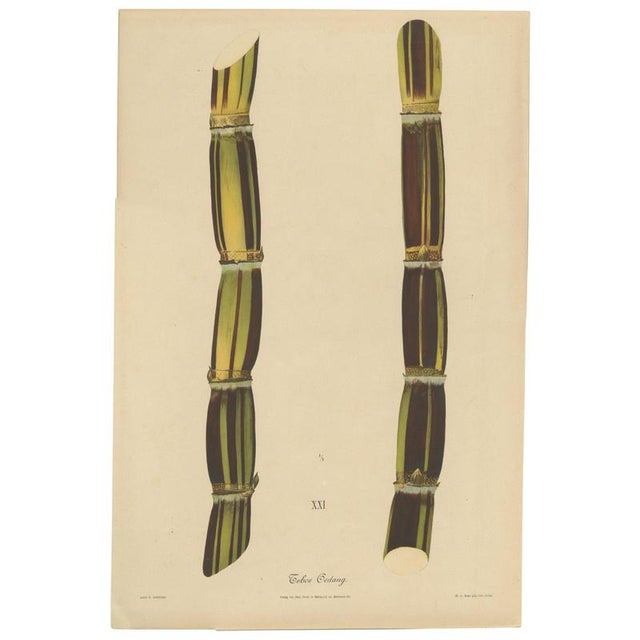 Sugarcane, 1892, Paper For Sale - Image 10 of 10