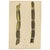 Sugarcane, 1892, Paper For Sale - Image 10 of 10