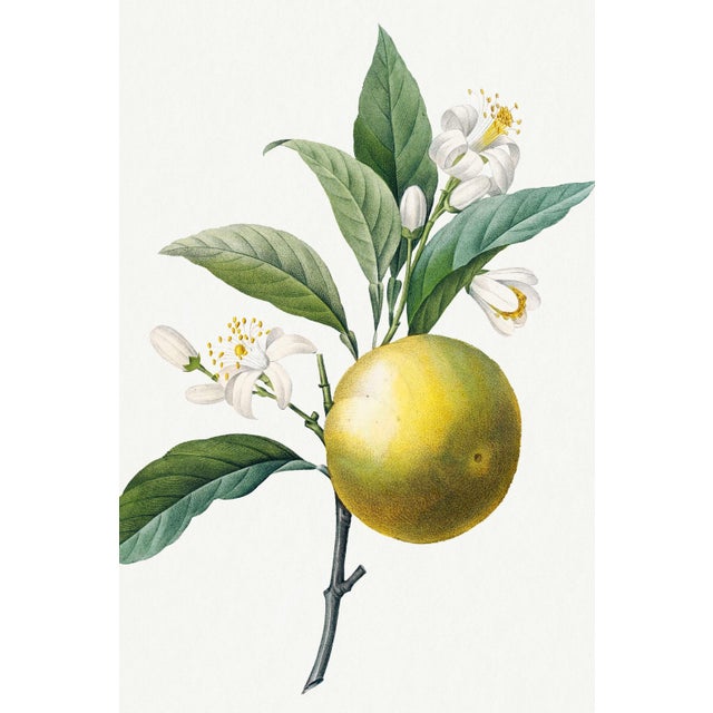 A refined example of early 19th-century botanical illustration, this vintage art print reproduction features Orange by...