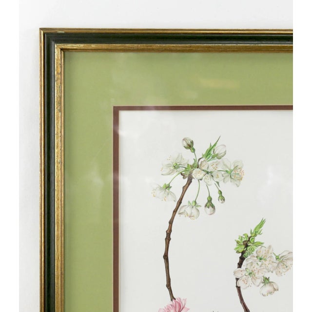 Vintage Hand-Painted Plant Specimen Watercolor Cherry Blossom Specimen (With Frame). Signed in the Lower Right Corner For Sale - Image 4 of 10