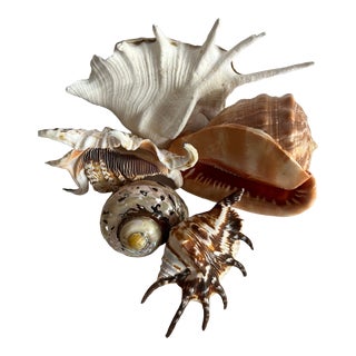 Vintage Shell Collection For Sale