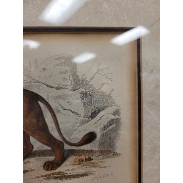 Paper Pair of Antique Color Lithographs of Wild Cats For Sale - Image 7 of 10