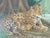 Brown Jaguar, 1990s, Oil on Canvas, Framed For Sale - Image 8 of 9