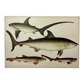 Antique Fish Print Featuring a Thrasher, Basking Shark, Brown Shark & Rough Hound From England - Circa 1902 For Sale