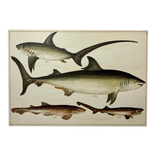 Antique Fish Print Featuring a Thrasher, Basking Shark, Brown Shark & Rough Hound From England - Circa 1902 For Sale