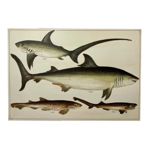 Antique Fish Print Featuring a Thrasher, Basking Shark, Brown Shark & Rough Hound From England - Circa 1902
