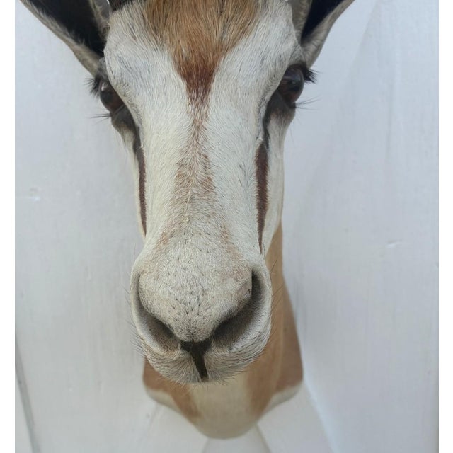 Great condition. minor ware. Super quality. Please see photos as they are considered part of the description. African...