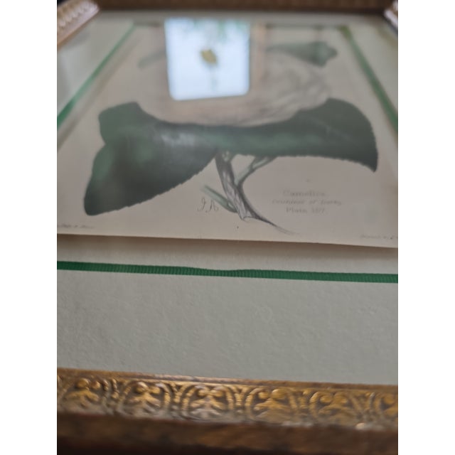 Framed Botanical Camellia Print "Countess of Derby" Plate 157 For Sale - Image 9 of 10