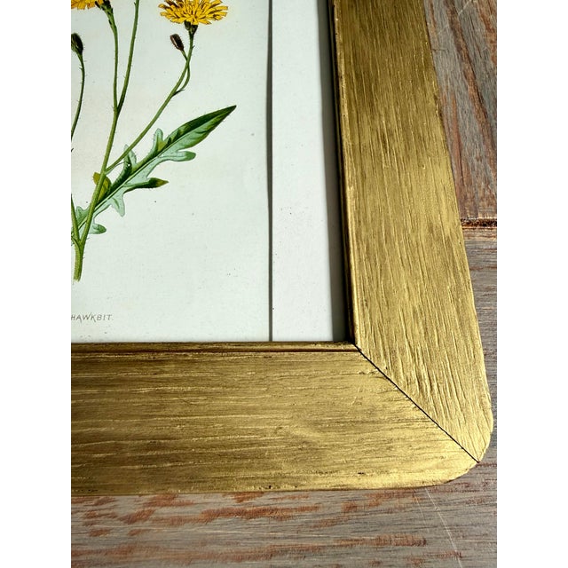 Vintage Botanical Prints From 'Familiar Wildflowers by Hulme, (A Framed Set of Four ), Stippled Technique ,C. 1890–1905 For Sale - Image 11 of 12