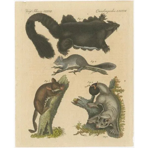 Original antique print of Didelphis species, a genus of New World marsupials. This print originates from 'Bilderbuch fur...