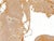 Mike Hoggg "Jungle Beast" Contemporary Neutral Toned Abstract Big Cat Animal Lace Painting, 2024 For Sale - Image 4 of 10