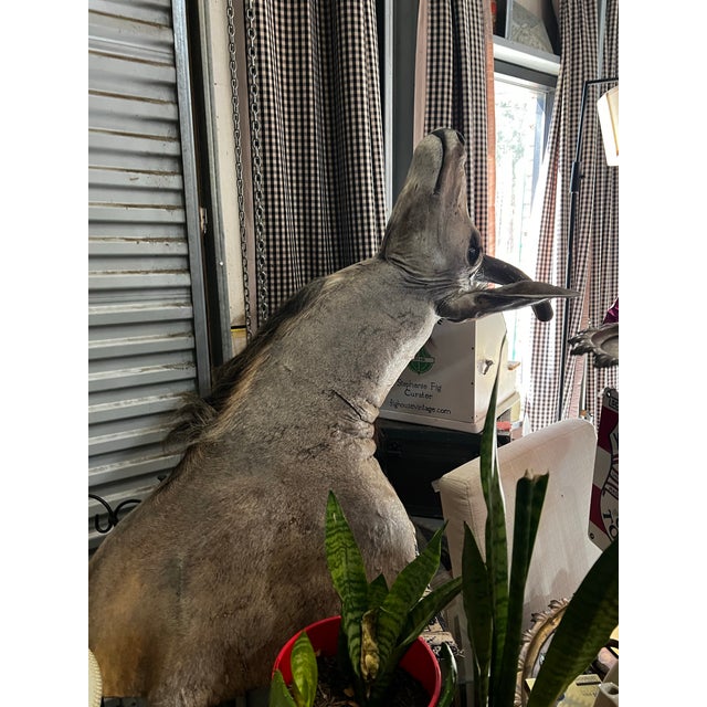 Up for consideration is a beautiful vintage large taxidermy Kudu head with curved antlers. This would look lovely in your...