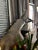 Up for consideration is a beautiful vintage large taxidermy Kudu head with curved antlers. This would look lovely in your...