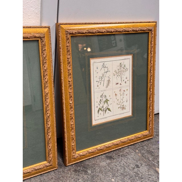 W. King Ambler Antique Botanical Engravings, Set of Three For Sale - Image 11 of 12