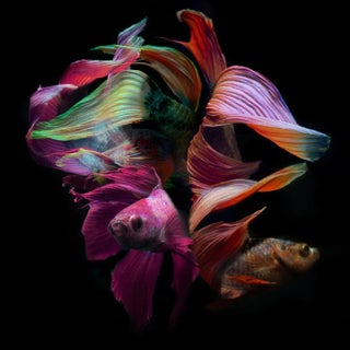 "Betta Collage 11" Contemporary Fish and Botanical Color Photograph by Michael Filonow For Sale