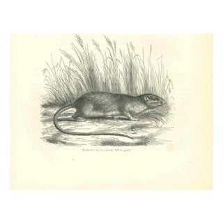 Paul Gervais, Echimys, 1854, Lithograph For Sale