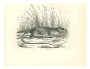 Paul Gervais, Echimys, 1854, Lithograph