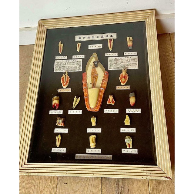 Wood Japanese Dental Teaching Display with Anatomical Models, 1920s For Sale - Image 7 of 18