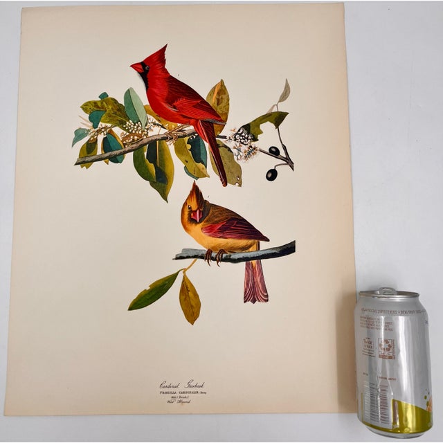 Audubon Bird Print – “Cardinal Grosbeak”, 1964 Abrams Folio – Vintage Ornithology Art 1964 print from "The Audubon Folio:...