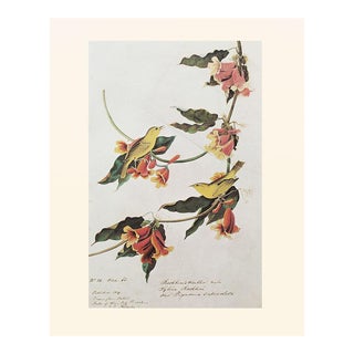 1966 Rathbone Warbler After John J. Audubon, Cottage Print For Sale