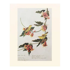 1966 Rathbone Warbler After John J. Audubon, Cottage Print