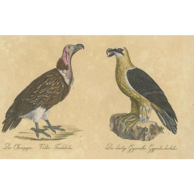 Paper Karl Joseph Brodtmann, King Vulture, Griffon Vulture & Bearded Vulture, 1816, Lithograph For Sale - Image 7 of 9