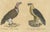 Paper Karl Joseph Brodtmann, King Vulture, Griffon Vulture & Bearded Vulture, 1816, Lithograph For Sale - Image 7 of 9