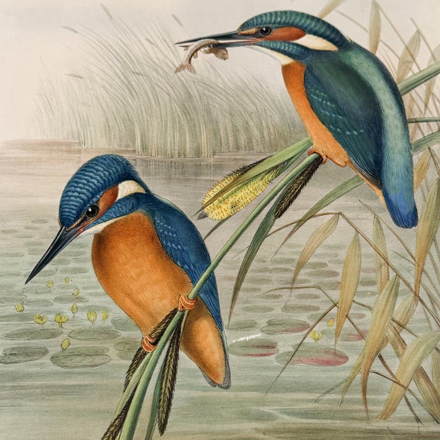 Teal 19th-Century John Gould Kingfisher Bird Lithograph | Original Hand-Colored Natural History Print For Sale - Image 8 of 12
