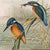 Teal 19th-Century John Gould Kingfisher Bird Lithograph | Original Hand-Colored Natural History Print For Sale - Image 8 of 12