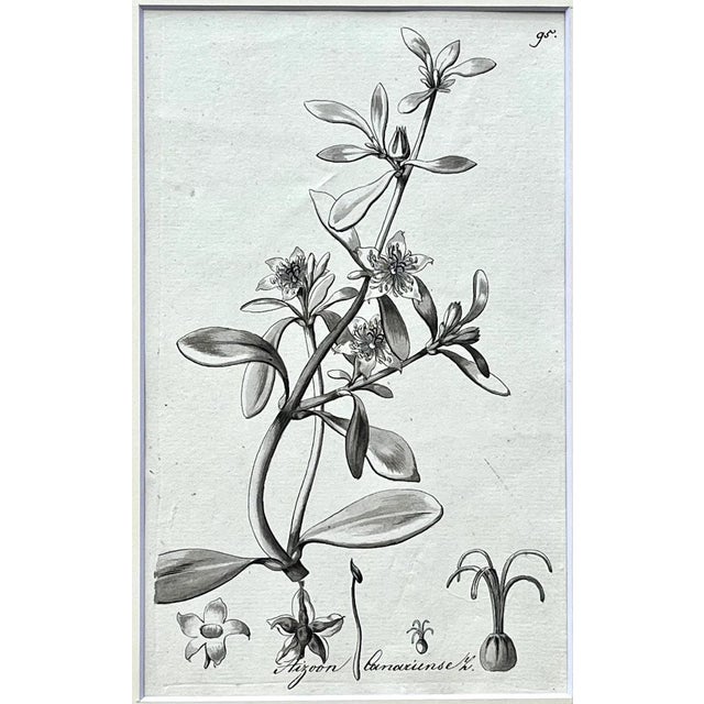 Illustration Original Antique Botanical Watercolor and Ink Painting by A. G. Weiss Circa 1865 For Sale - Image 3 of 7