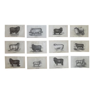 Authentic Antique 19th Century American Sheep Stone Lithographs - Set of 12 For Sale
