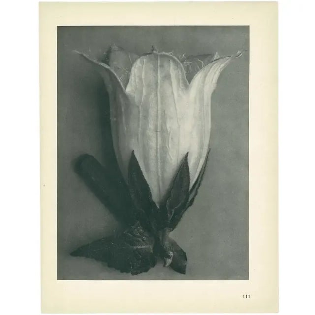 1928 Bell Flower, Original Period Photogravure N111 by Karl Blossfeldt For Sale - Image 4 of 6