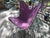 Mid-Century Modern Hardoy Style Welded Solid Wrought Iron BKF Butterfly Chair With Purple Canvas Seat For Sale - Image 13 of 15