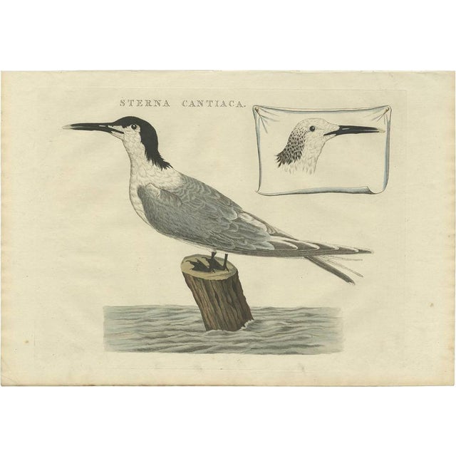 Sepp & Nozeman, Bird Illustration of the Sandwich Tern, 1829, Print For Sale