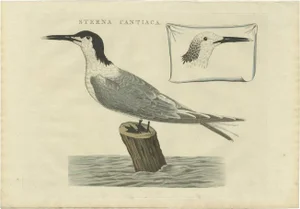 Sepp & Nozeman, Bird Illustration of the Sandwich Tern, 1829, Print