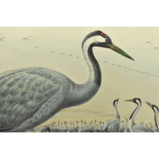 Original Antique John Gould Grus Cinerea Color Bird Realism Lithograph Reproduction Print For Sale - Image 4 of 6