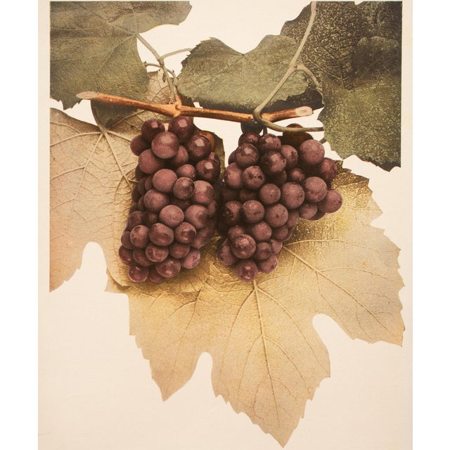 1900 - 1909 1900s U. P. Hedrick, Original Antique Photogravure of Diana Grapes For Sale - Image 5 of 7