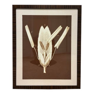 Natural Curiosities Sepia Botanical Study Print in Dark Wood Frame For Sale