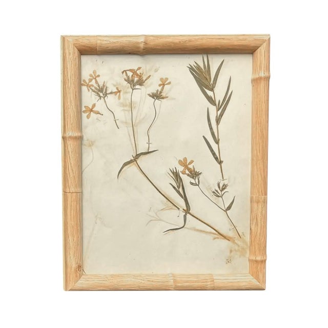 1893 Herbarium Botanical Specimens, Set of 12 For Sale - Image 17 of 18