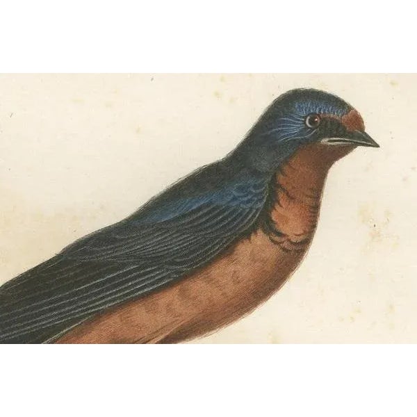 This handcolored antique print, entitled 'L'Hirondelle Rousse', depicts a red-breasted swallow, also known as the rufous-...