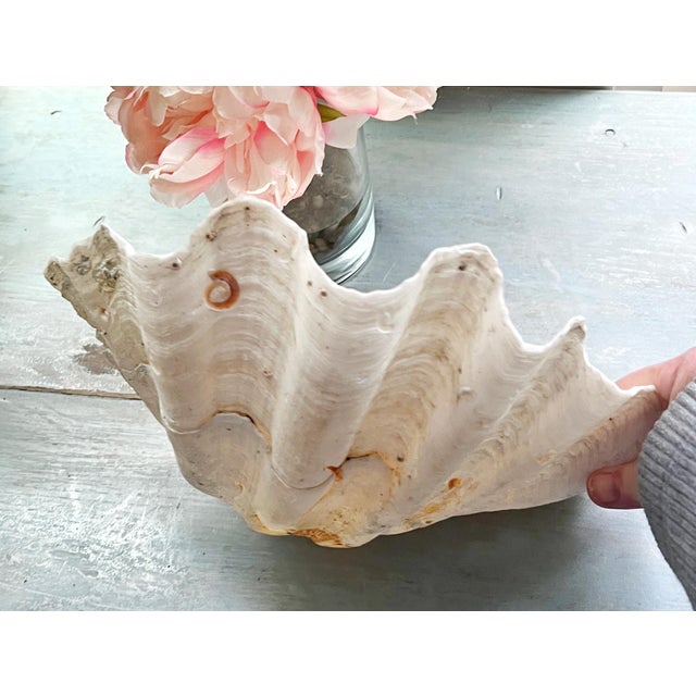 Tridacna Giant Clam Shell Natural Large Vintage Decorative Piece 12.75". Nature at its best! Beautiful Specimen of a real...